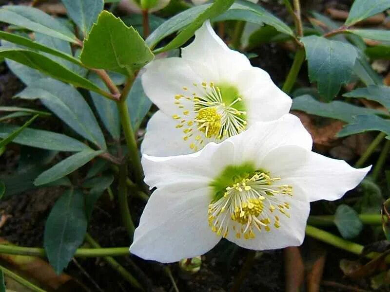 Цветок кавказский морозник. Морозник (геллеборус, helleborus). Зимовник морозник. Цветок кавказский морозник. Первоцвет морозник кавказский.