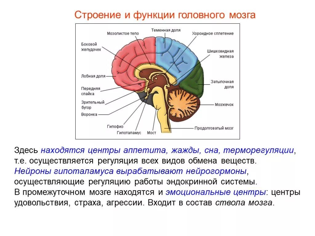 Функции отделов и долей головного мозга. Продолговатый мозг,мост,средний мозг, мозжечок,промежуточный. Средний мозг продолговатый мозг промежуточный мозг функции. Головной мозг человека анатомия отделы и доли.