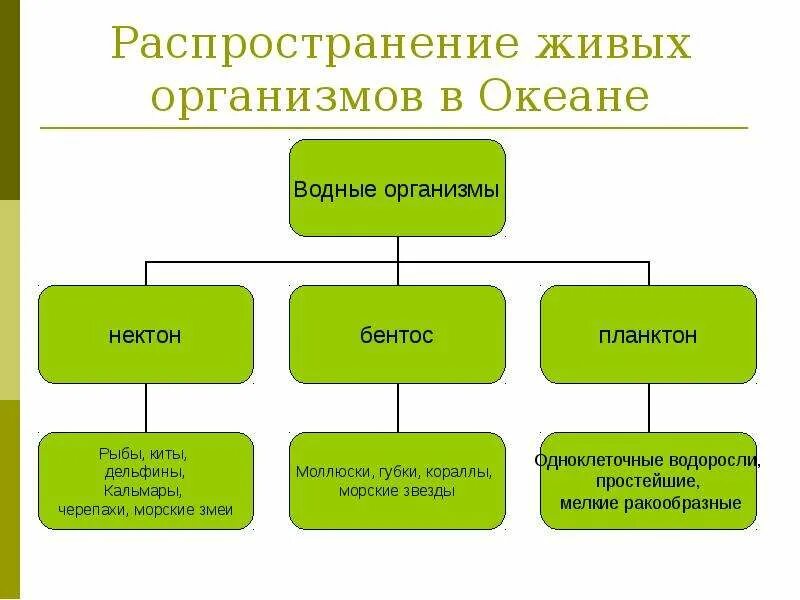 Распределение живых организмов на суше. Распространение живых организмов в океане и на суше. Распределение живых организмов в океане.