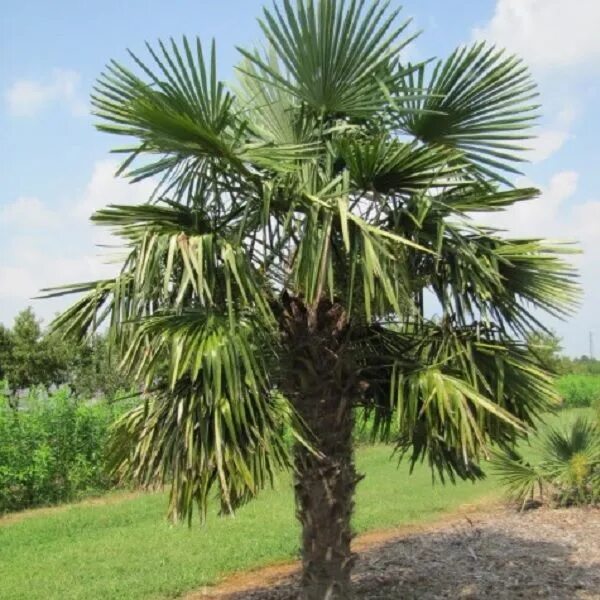 Free Images : tree, branch, warm, flower, foliage, food, green, produce, tropica