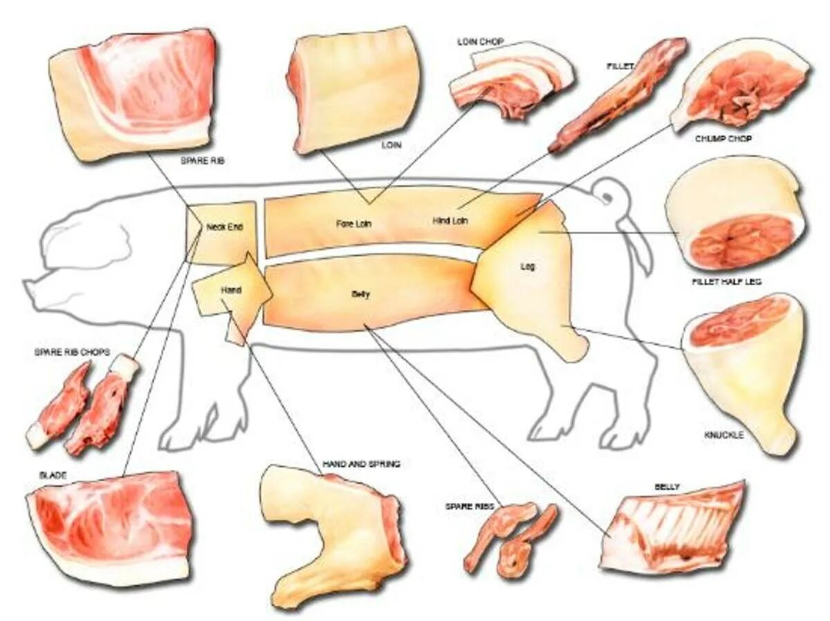 Разруб туши свиньи. Мясо части туши свиньи. Схема разруба свинины.