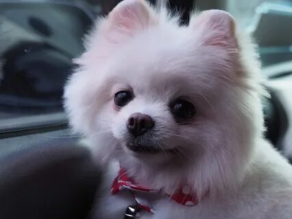 Little dog