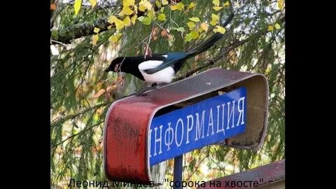 Сорока на хвосте обзор дзен