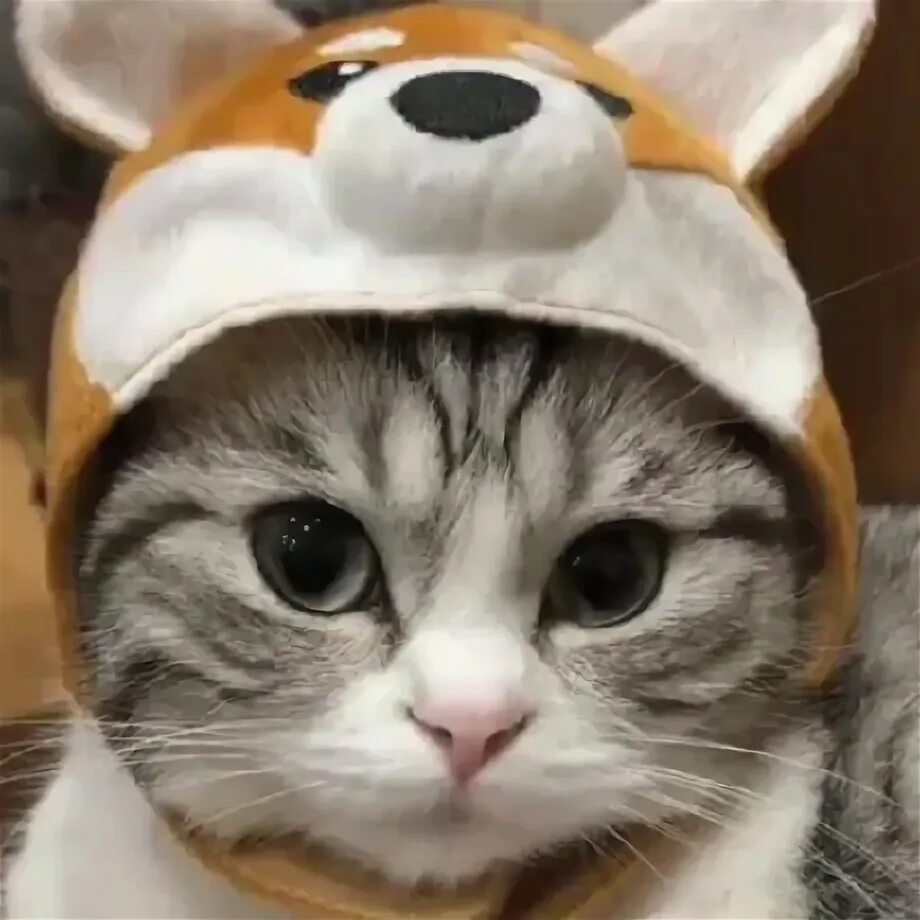 Latest Яойная Ролевая Amino