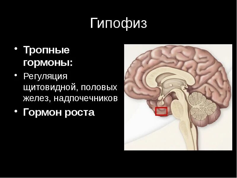 Гипофиз. Гипофиза тропные. Тропные гормоны. Гормоны гипофиза тропные гормоны.