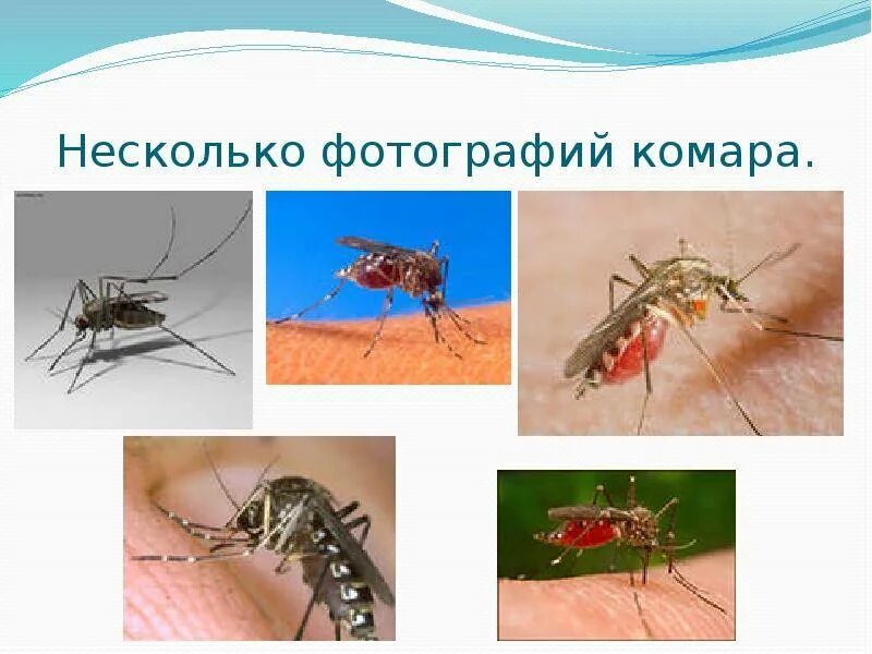 Комар какая среда. Малярийный комар. Развитие комара. Комар биология. Презентация на тему малярийный комар.