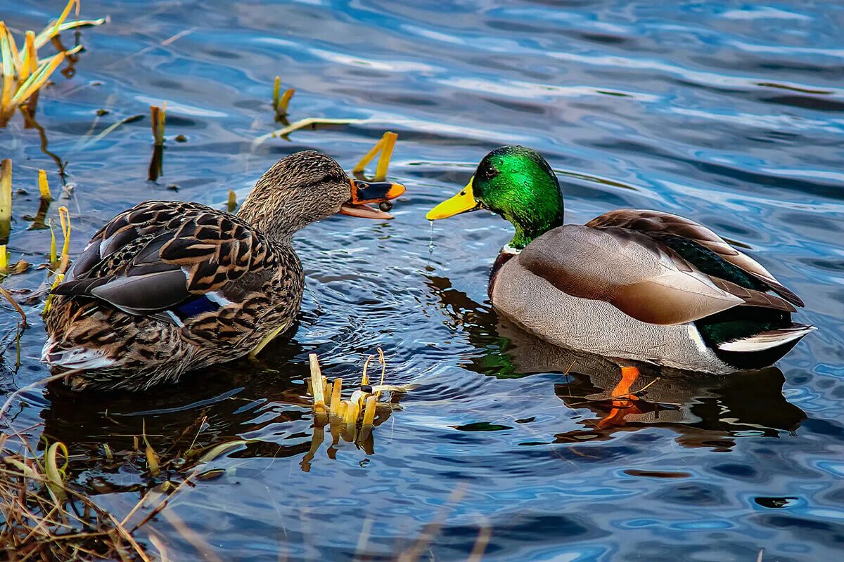 Duck feet. Водоплавающие птицы Татарстана. Утки. Утки в пруду. Селезень.