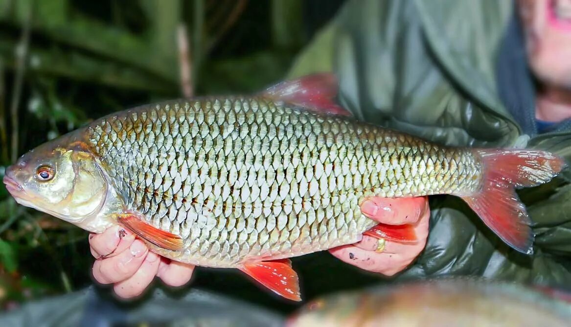 Карпообразные плотва. Платва. Плотва речная. Платва. Тарань рыба.