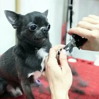 Можно ли щенку чихуахуа