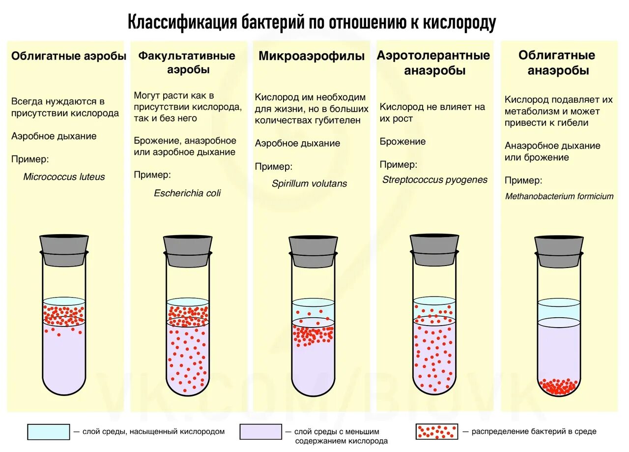 Классификация микробов по отношению к кислороду. Классификация бактерий по отношению к кислороду. Отношение микроорганизмов к кислороду. Классификация микроорганизмов по отношению к кислороду. 6 групп бактерий