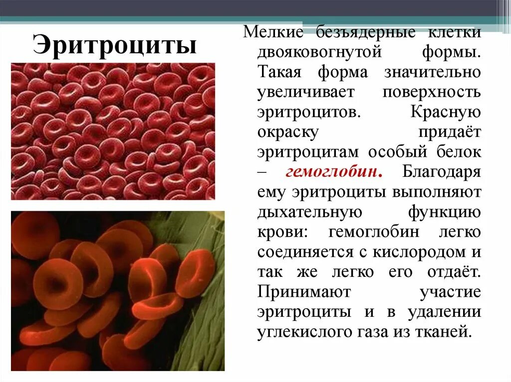 Двояковогнутая форма эритроцитов. Эритроциты безъядерные клетки. Форма эритроцитов человека. Мелкие безъядерные клетки крови двояковогнутой формы. Способны к активному движению