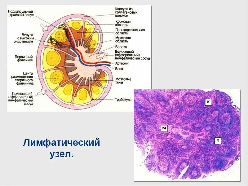 Презентация на тему ИММУННАЯ СИСТЕМА - скачать презентацию