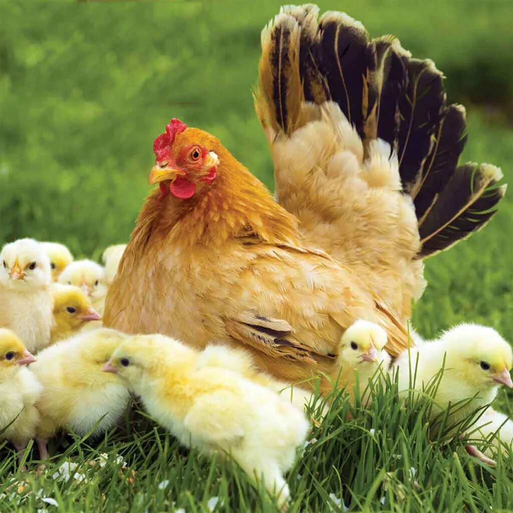 Сонник много куриных. Курица Брама Квочка. Курочканасетка с цыплятамим. Курица наседка Квочка. Курица с цыплятами.