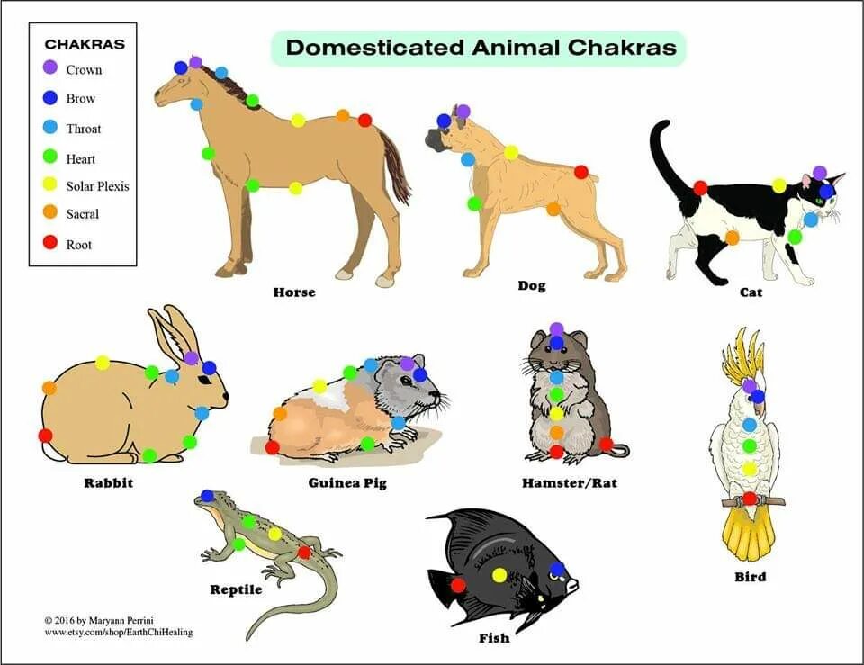 Расположение чакр у животных. Чакры животных. Чакры кота. Чакральная система животных.