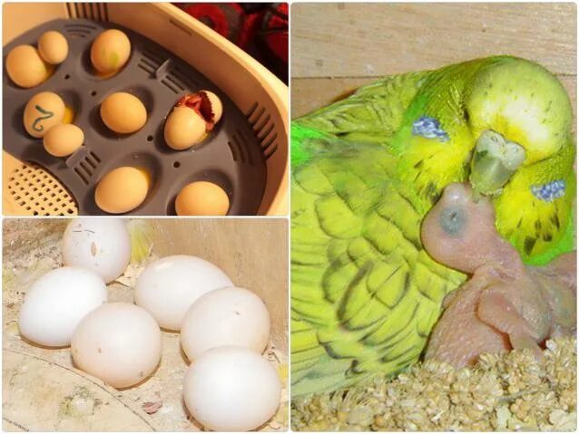 Можно давать яйца попугаям. Волнистый попугай высиживает яйца. Самка попугая высиживает яйца. Яйца волнистых попугаев. Высиживание яиц волнистыми попугаями.