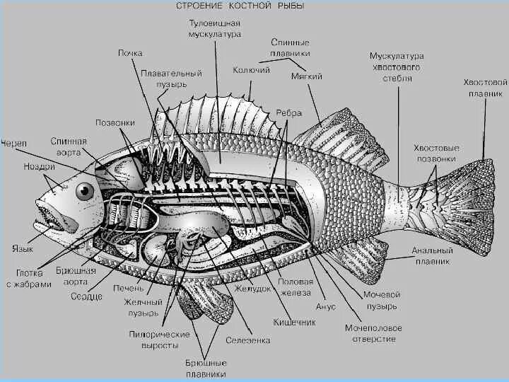 Рыба какой организм. Внутреннее строение костистой рыбы. Схема строения костной рыбы. Строение костистой рыбы окуня. Наружное строение костной рыбы.