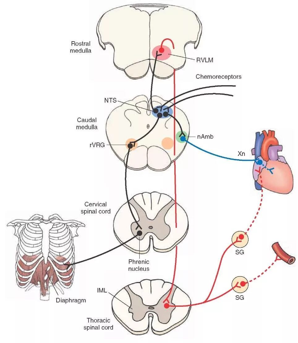Схема иннервации тимуса. Кардиореспираторной системы. Кардио-респираторная система. Кардморесператорная система.