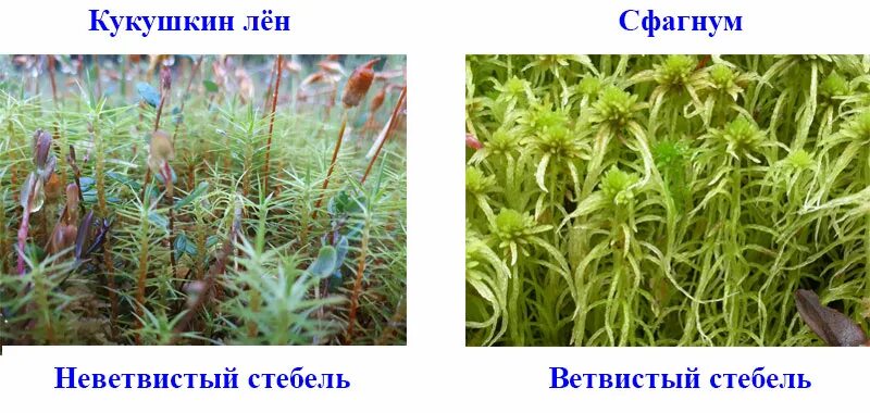 Сфагнум стебель ветвистый или нет. Сфагнум болотный коробочки со спорами. сфагнум строение. внешнее строение сфагнума.