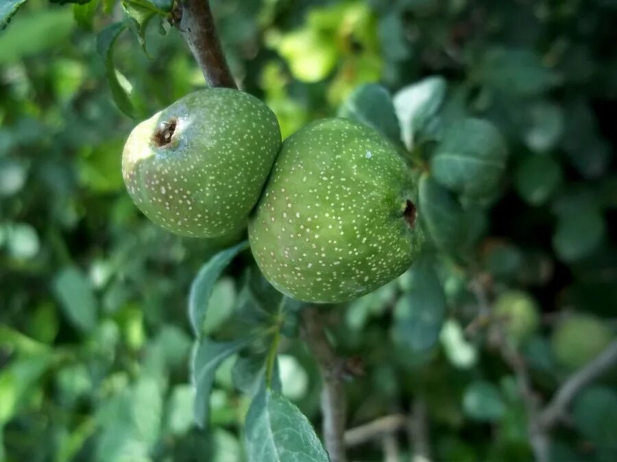 Wow Amazing Guava Fruit Tree - YouTube