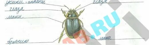 Строение насекомых 3 класс окружающий мир. Изображения насекомых художниками. Художник нарисовал насекомых какую ошибку он допустил. Художник нарисовал насекомых какую ошибку он. Художник нарисовал насекомых какую ошибку он допустил окружающий мир.