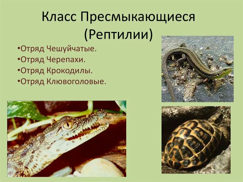 Отряд крокодилы отряд черепахи. Отряд клювоголовые отряд черепахи отряд крокодилы отряд чешуйчатые. класс пресмыкающиеся. класс пресмыкающиеся рептилии. первые представители пресмыкающихся.