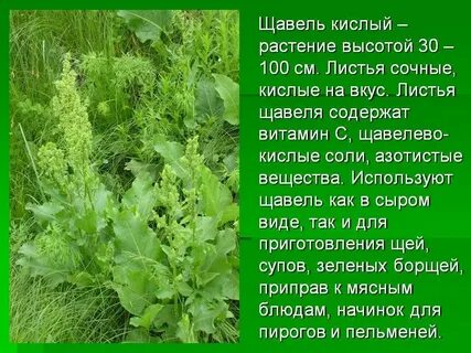 Систематика щавеля