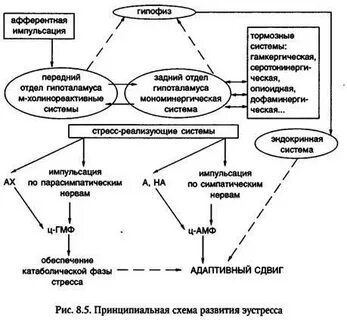 Стресс лимитирующая система работает по принципу