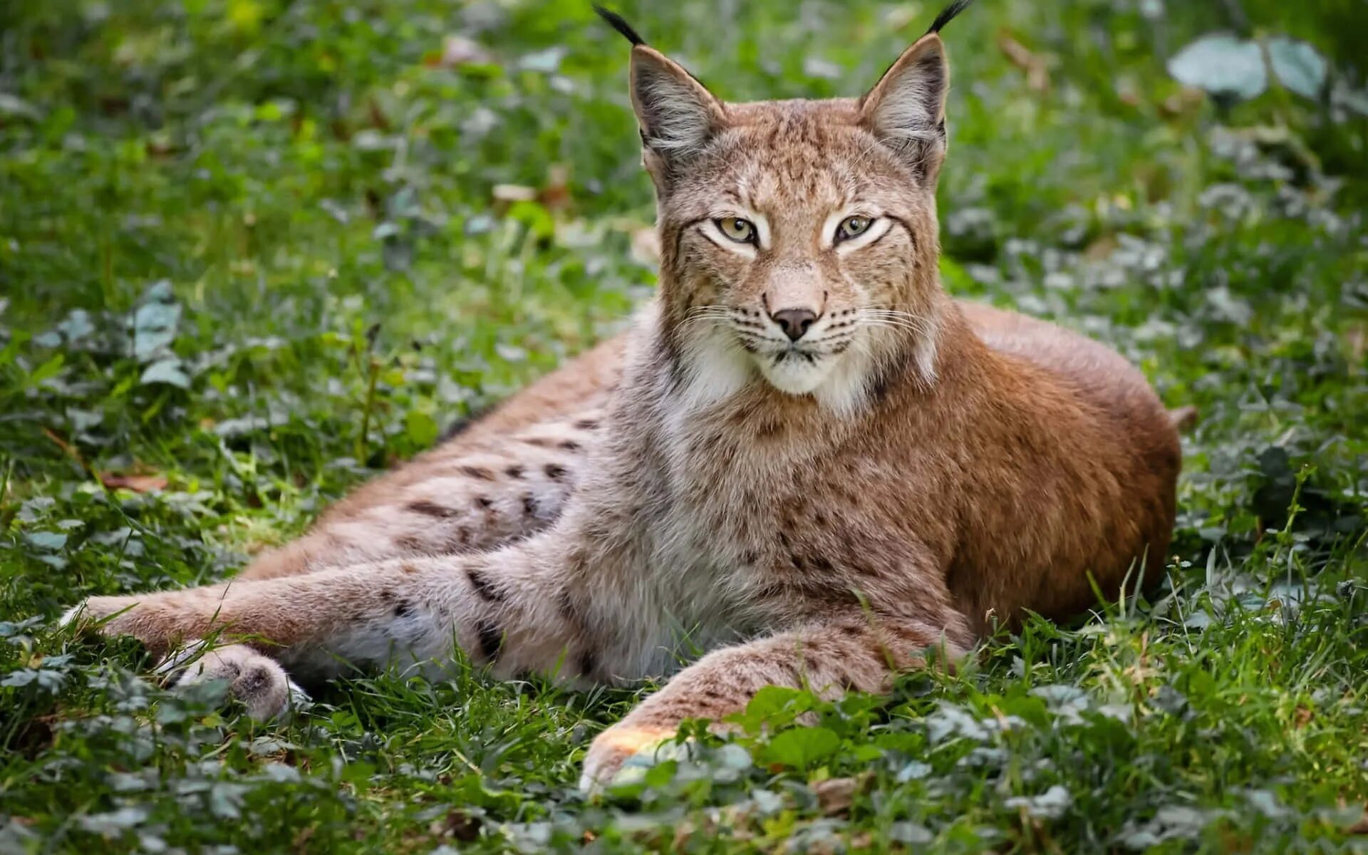 Китайская рысь. Рысь подмосковная. Китайская рысь. Обыкновенная рысь lynx lynx. Китайская горная кошка.
