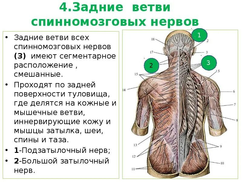 Задняя ветвь спинномозгового нерва. Задние ветви спинномозговых нервов. Спинномозговые нервы задние ветви. Задние ветви грудных нервов.