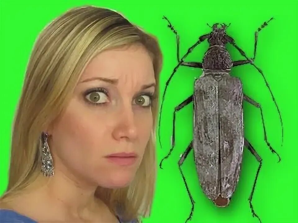 Mine bug. Mine bug