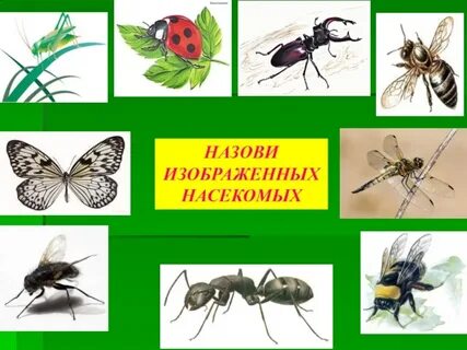 Люди насекомые название