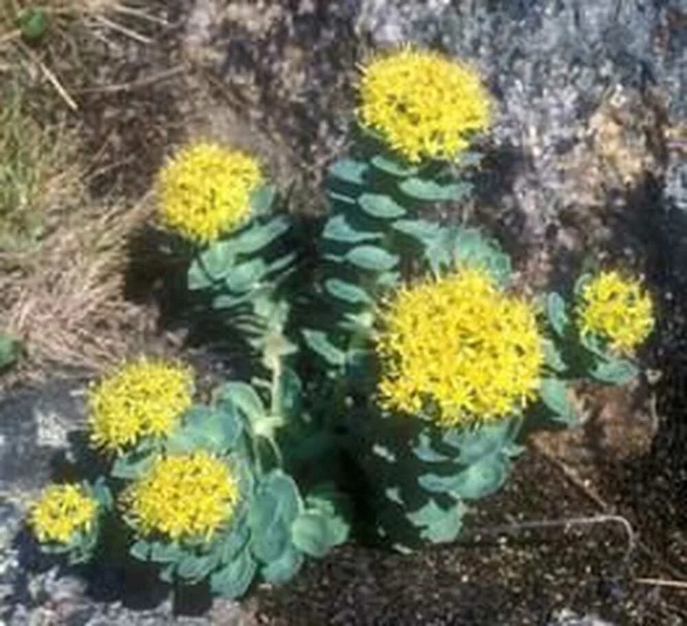 Родиолы розовой (золотого корня). Родиола розовая золотой корень экстракт. Препараты из родиолы розовой. Родиола розовая толстянковые. Родиола розовая в теплицах.