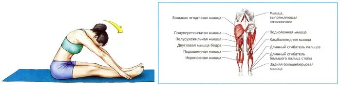 Растяжение мышц бедра мкб. Передняя группа мышц бедра четырехглавая. Мышцы ноги портняжная функция. Растяжка задней поверхности голени. Растяжение мышц бедра мкб.