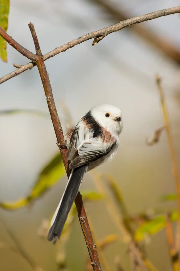 Ополовник (Aegithalos caudatus). Птицы Сибири.