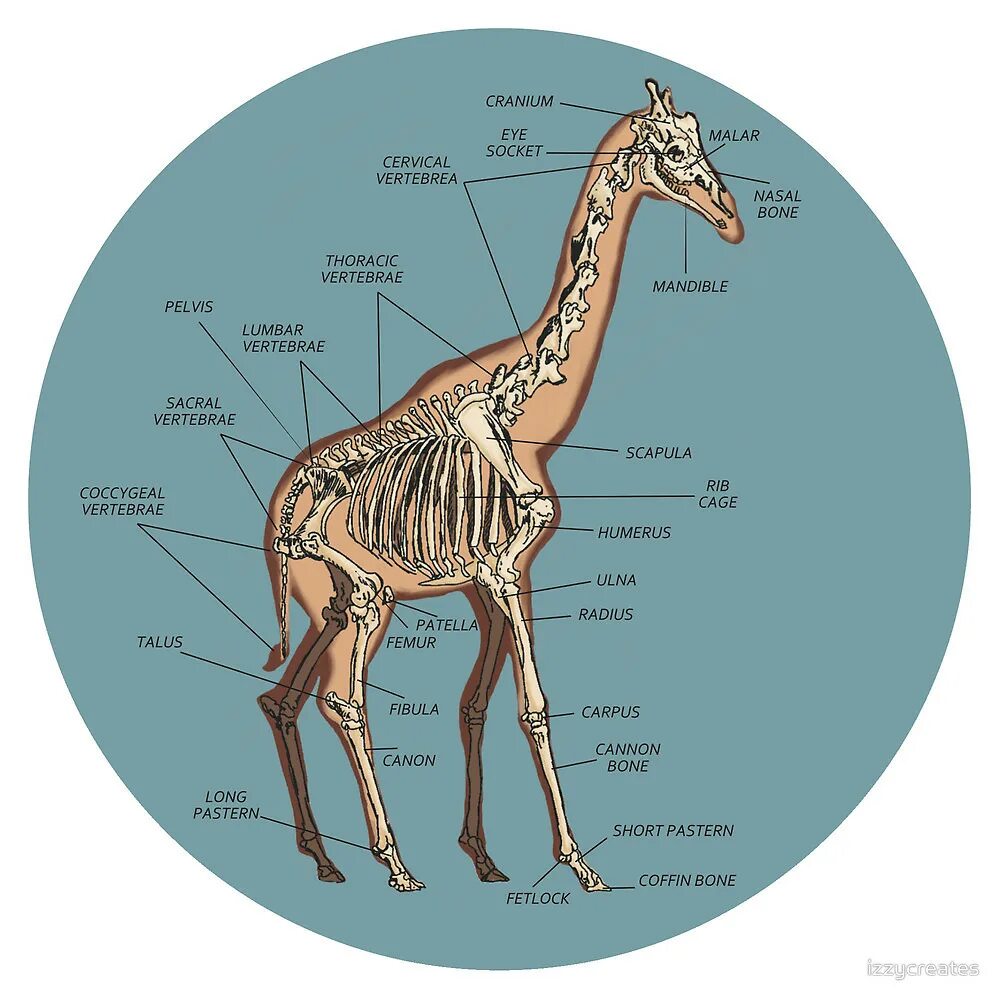 Число отделов позвоночника млекопитающих. Шейные позвонки жирафа. Скелет жирафа шейные позвонки. Органы жирафа. Строение позвоночника жирафа.