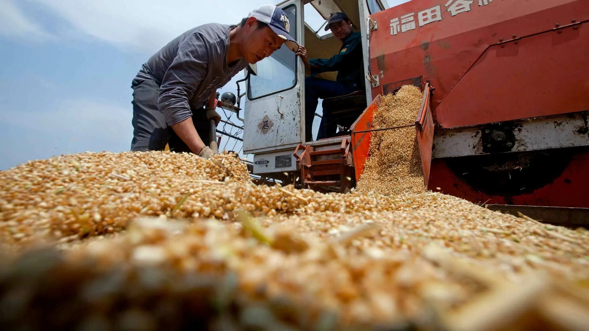 Свекловично зерновой и зерновой сельскохозяйственный. Сельское хозяйство пензенской области. Переработка сахарной свеклы. Свекловично зерновой и зерновой сельскохозяйственный. Свекловично зерновой и зерновой сельскохозяйственный.