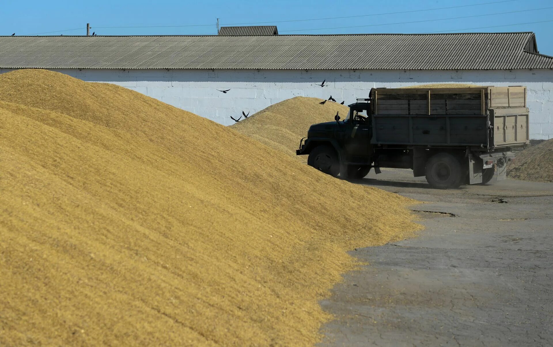 Автомашин зерна. Зерновоз на элеваторе. Автомашин зерна. Зил 130 с зерном. Зил с бортами 4502 с грузом.