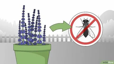 Flies killed