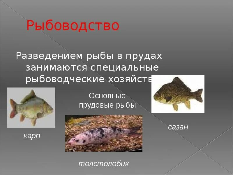 Ихтиология и рыбоводство ГАПОУ ПО "Пензенский агропромышленный колледж"