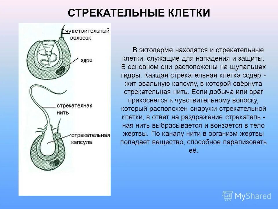 Стрекательные клетки находятся у гидры в. Стрекательные клетки. Стрекательные клетки функции. Строение стрекательной клетки. Стрекательные клетки гидры функции.