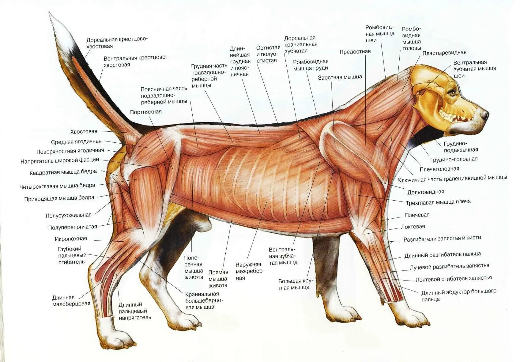 Сухожилие животных. Мышцы туловища собаки анатомия. Мускулатура система анатомия собаки. Мышечная система собаки схема. Поверхностные мышцы туловища собаки.