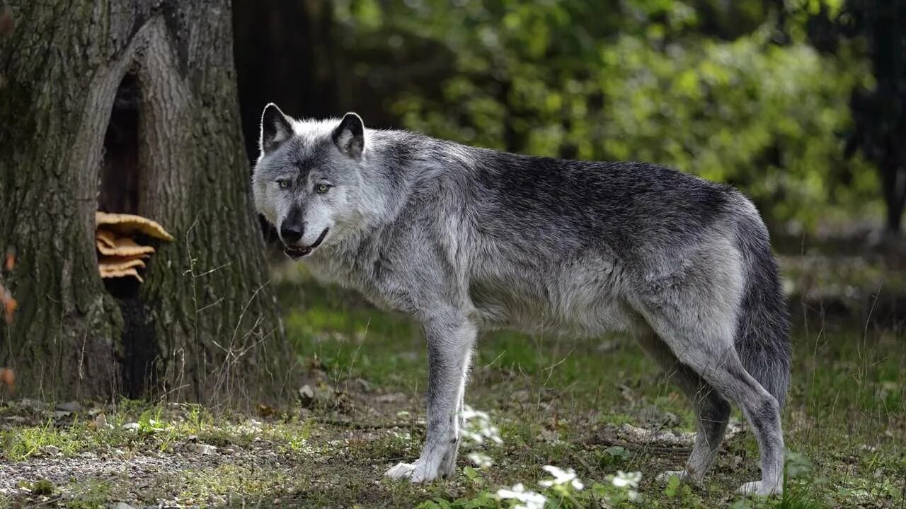 Макензийский Равнинный волк. Волк обыкновенный (canis Lupus). Волк Долины Маккензи. «Серый волк» (Сары Буре).