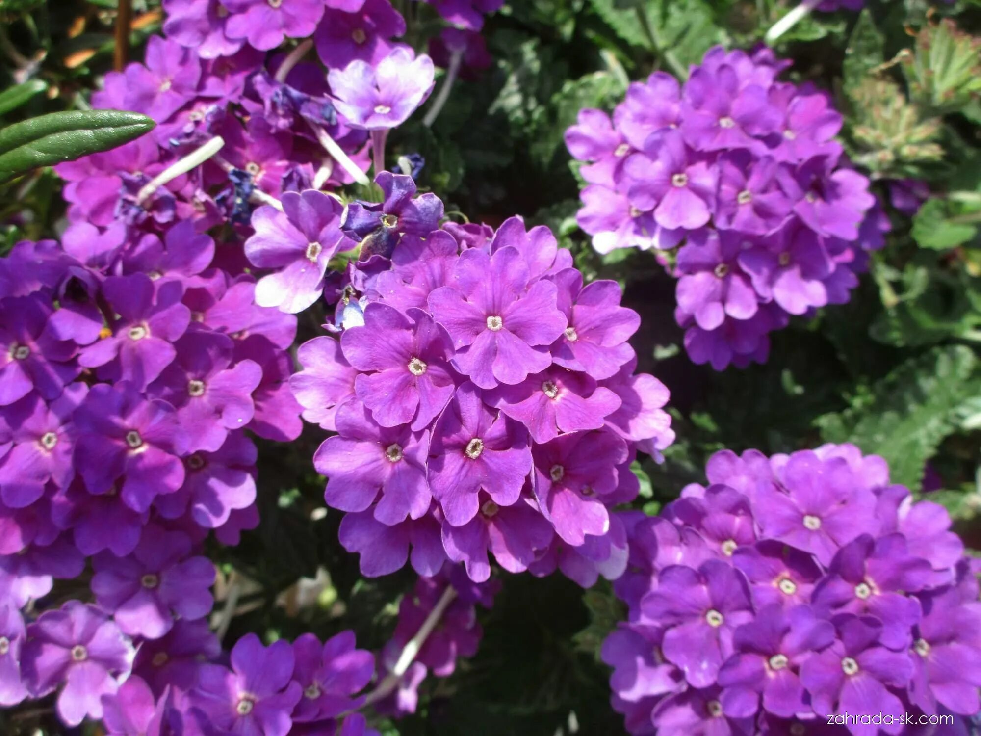 Вербена Verbena Lanai Purple Star. Вербена Lanai Purple Star. Вербена Триумф гибридная. Вербена Ланай неон Роуз.