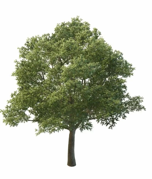Max tree. 3ds max tree. деревья в 3ds max. 3дс макс дерево. деревья 3d max corona.