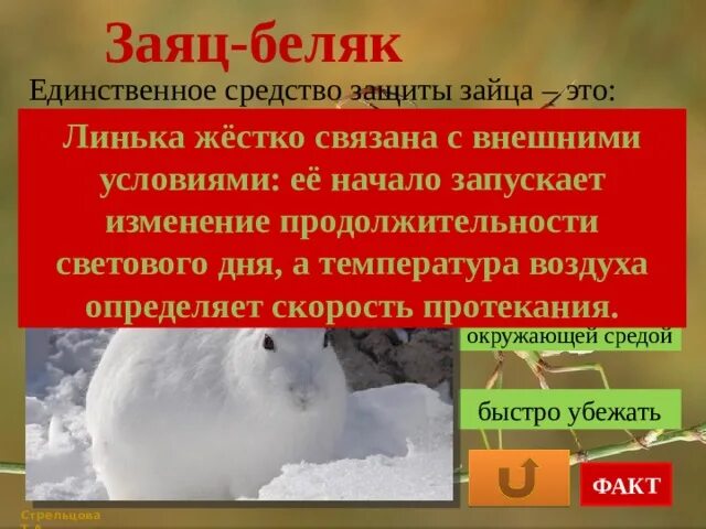 Линька зайца при изменении длины светового дня. Заяц Беляк морфологический критерий. Заяц Беляк морфологическое описание. Линька зайца беляка.