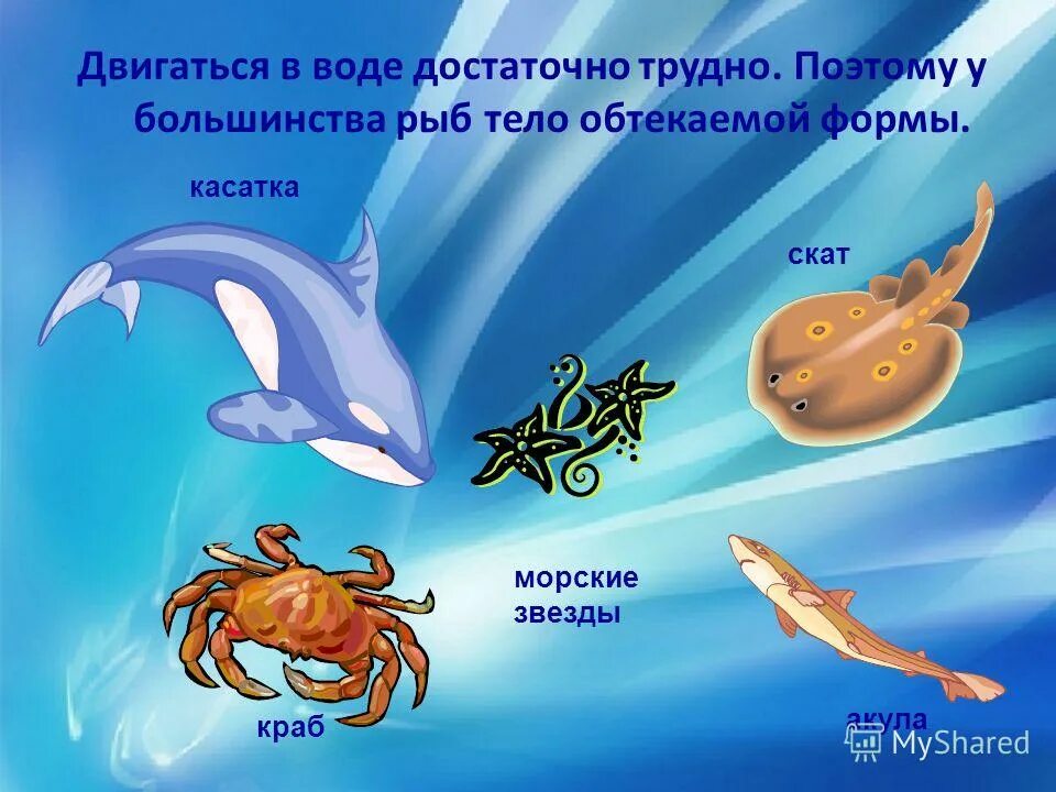 Значение обтекаемой формы тела у рыб. Обтекаемое тело рыбы. Значение обтекаемой формы тела у рыб. Форма тела рыб. Рыбы с обтекаемой формой тела.