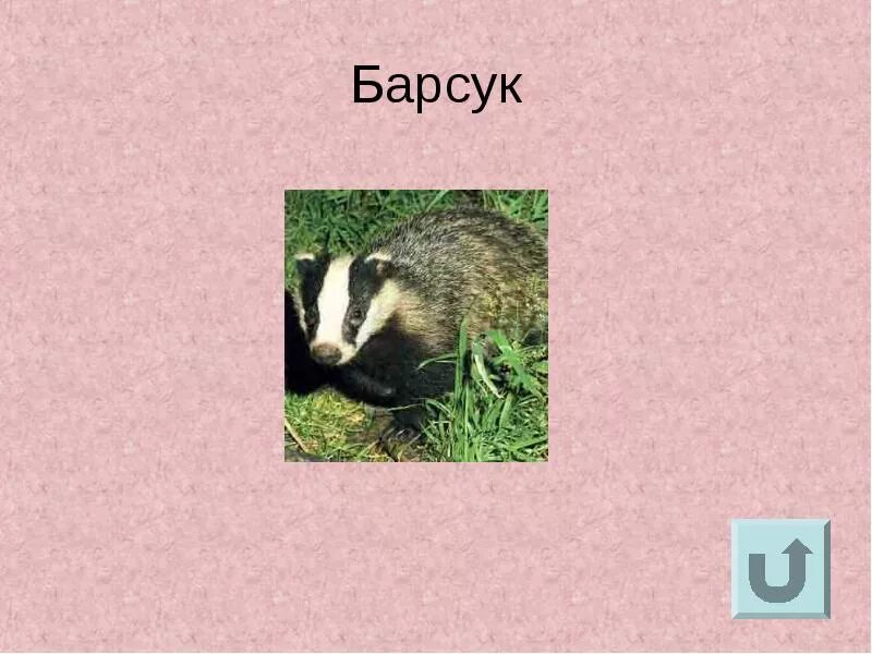 Барсук 1 класс. Информация о барсуке. барсук красная книга. барсук презентация. сообщение о барсуке.