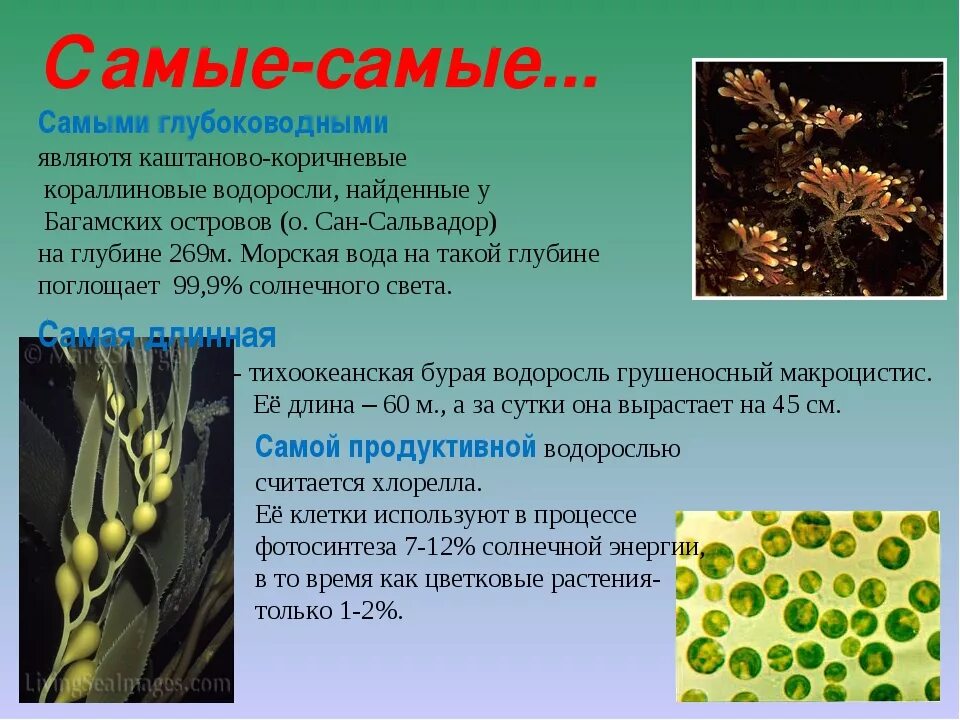 Биология водоросли сообщение. Интересные факты о водорослях. Удивительные факты о водорослях. Интересные факты оводрослях. Интересные факты о зеленых водорослях.