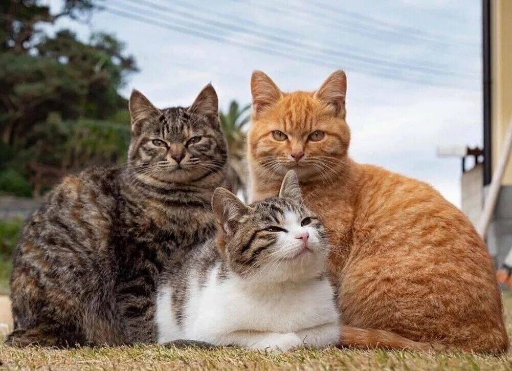Нет 3 кошки. Три котика. Коты друзья. 4 Кошки. Кот друг.