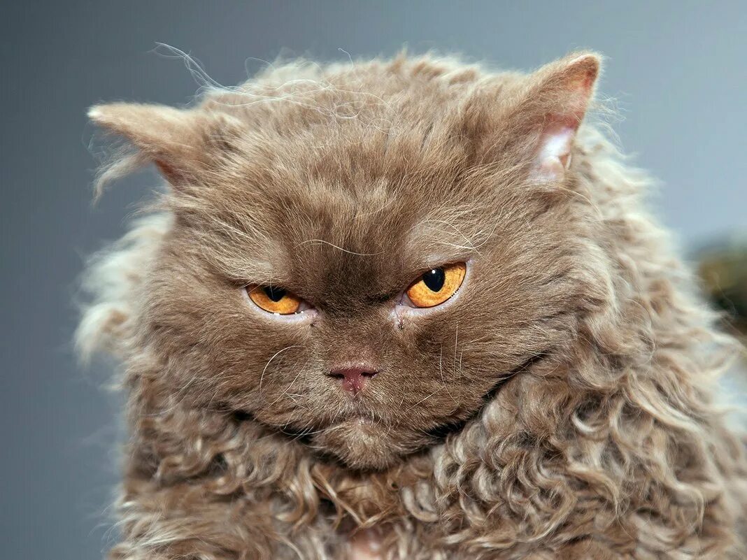 Порода селкирк рекс. Селкирк рекс котята. Селкирк рекс. Кот селкирк рекс. Кот селкирк рекс.
